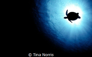 Sea Turtle Silhouette by Tina Norris 